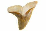 Large, Fossil Shark Tooth (Hemipristis) - Bone Valley, Florida #299458-1